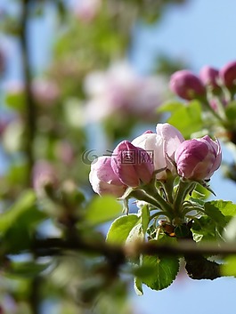 開花,蘋果,關(guān)閉