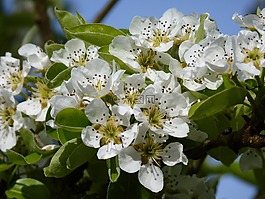 開(kāi)花,櫻桃,春天