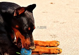 杜賓,狗,動(dòng)物世界