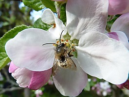 開花,蜜蜂,蘋果
