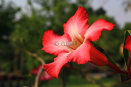 花,紅,廠