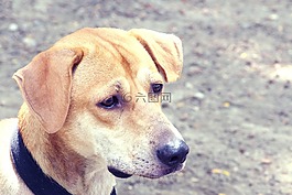 狗,動物,可愛