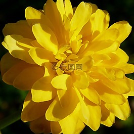 花,黃色,廠