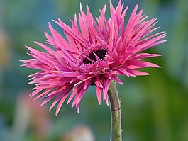 花,非洲菊,粉紅色