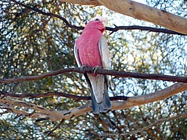galah,鸚鵡,鳥