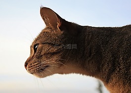 猫,晶须,小猫