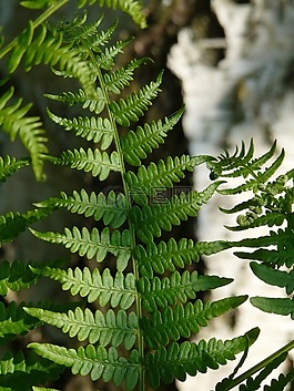 蕨類,蕨菜,葉詳細