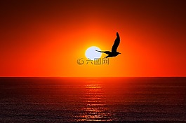 日落,海,海鷗