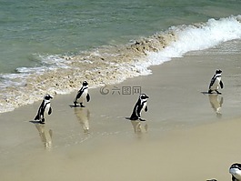 旅行,非洲,南非