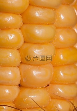 玉米籽粒,玉米棒,玉米