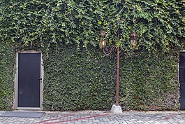 常春藤,門,照明