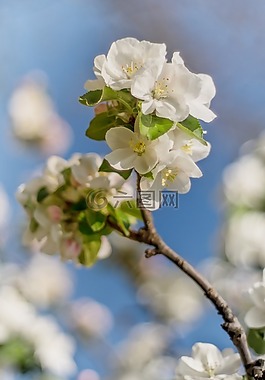 花卉,春天,春天的花朵
