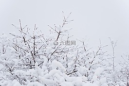 冬天,雪,白