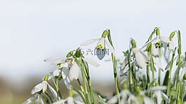 schneefl?ckchen,春天,花