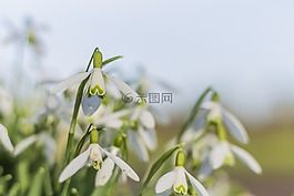 schneefl?ckchen,花,綠色