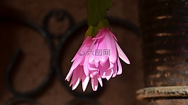 epi-仙人掌,開(kāi)花,開(kāi)花的仙人掌