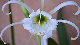 秘魯?shù)乃苫?燈泡,植物