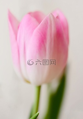 招標(biāo),郁金香,粉紅色