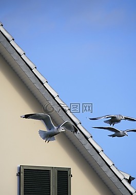 鷗,天空,鳥類