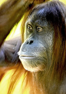 orang 组,猴子,森林人
