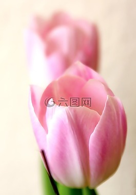 招標,郁金香,粉紅色