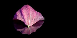 宝莲灯,花瓣,镜像
