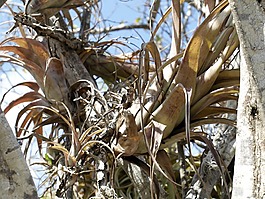 植物,铁,bromeliengewaechs