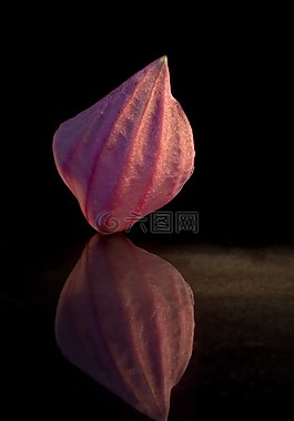 宝莲灯,花瓣,镜像