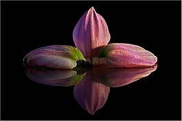 宝莲灯,花瓣,镜像