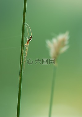 strecker 蜘蛛,tetragnatha 宏广延,蜘蛛