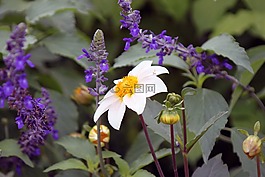 花,潔白的花朵,自然