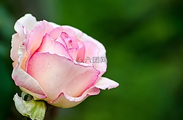 玫瑰,粉紅色,玫瑰綻放