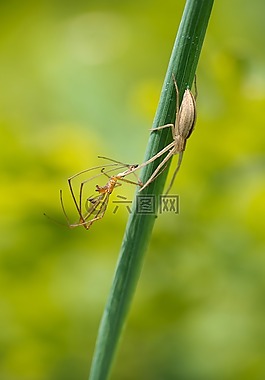 tibellus oblongus,步行蜘蛛,女性
