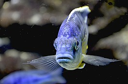 魚,藍(lán)色,水