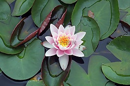 蓮花,花,綠色