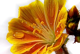 開(kāi)花,水,雨