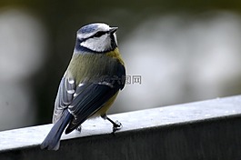 山雀,藍(lán)雀,鳴鳥