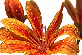 開花,水,雨
