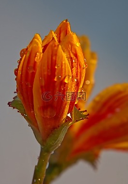 開(kāi)花,芽,水