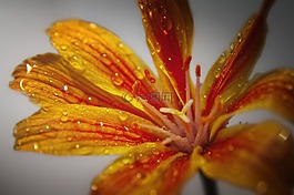開(kāi)花,水,雨