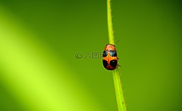 瓢蟲,昆蟲,葉