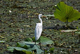 動物,池塘,水邊