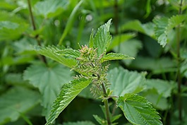 荨麻,厂,野草