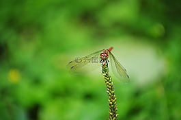 蜻蜓,紅蜻蜓,秋季