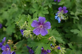克內(nèi)斯比爾,開花,廠