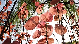 leaf,葉子,紅葉