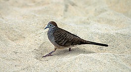 海灘,鳥,特寫