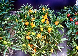 辣椒,蔬菜,食品