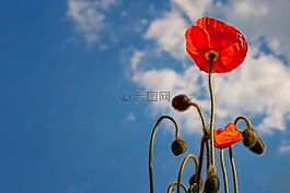 罌粟,天空,藍色