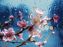 花,杏仁,植物區(qū)系
